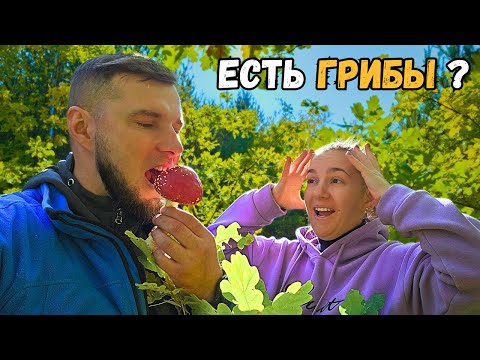 Видео: 🌲 Лесные тропы Беларуси: закрываем грибной сезон 🍄‍🟫. С нашими соседями не пропадешь! 🤝