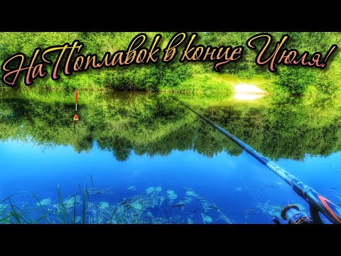 Видео: СУПЕР РЫБАЛКА! ГУСТЕРА, ПЛОТВА, ПОДЛЕЩИК КАК ИЗ ПУЛЕМЕТА! ТРОФЕЙНЫЙ ПОПЛАВОК!