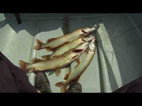 Видео: Щука дуреет от Duo Realis jerkbait 120  от Bearking!