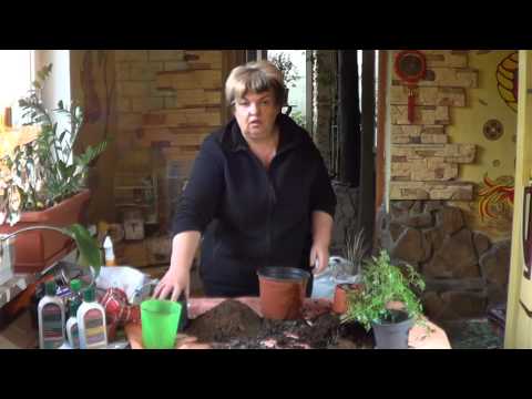 Видео: Радермахера Китайская. Лучшие Растения Для Офисов И Начинающих Садоводов