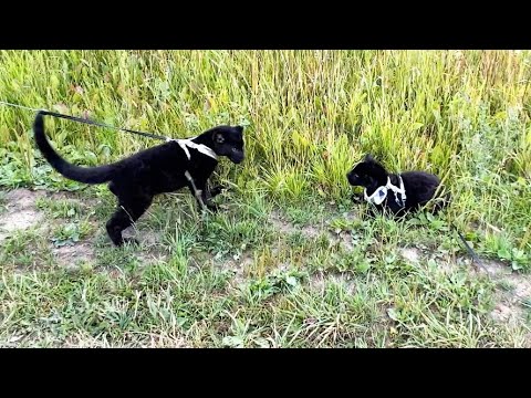 Видео: ПЕРВОЕ ЗНАКОМСТВО ПАНТЕР! / Ягуар злится. ПАРК ЛЬВОВ ЗЕМЛЯ ПРАЙДА МОСКВА