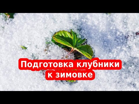 Видео: Уход за клубникой осенью перед зимой. Собирайте урожай ведрами