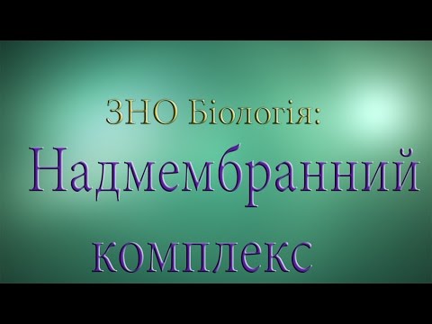 Видео: ЗНО Біологія  Надмембранний комплекс клітини