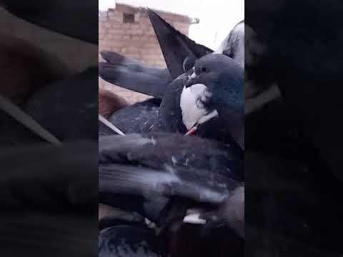 Видео: Утреннее кормление )))