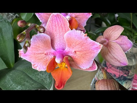 Видео: Орхидейные будни 🌸 💜