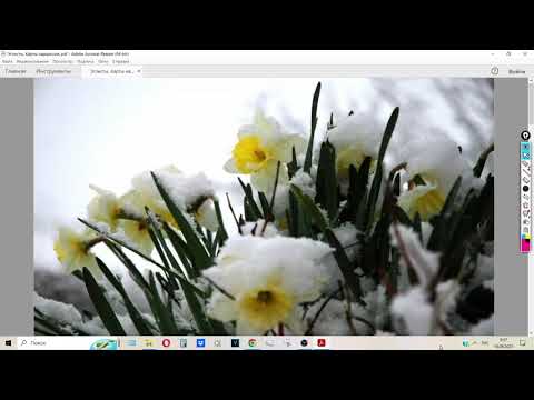Видео: Нарциссы в бацзы. Карты эгоистов.