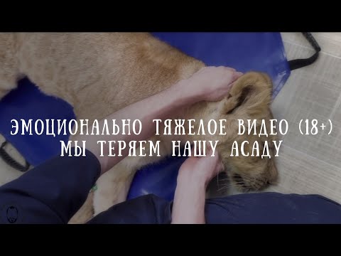 Видео: ЛЬВИЦА АСАДА ТЕРЯЕТ СИЛЫ.