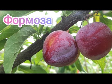 Видео: Диплоидная слива Формоза/Plum   Formoza