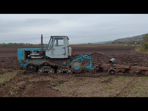 Видео: оранка під дощем😁, трактор т150 гусеничний, мотор ямз 236 турбо😬