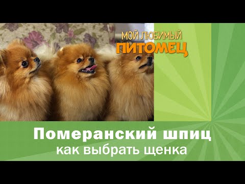 Видео: Померанский шпиц: КАК ВЫБРАТЬ ЩЕНКА