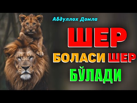 Видео: Арслон боласи арслон бўлади ☝оилавий тингланг! °Абдуллох Домла°Abdulloh Domla° #abdullohdomla #namoz