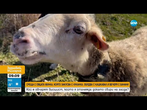 Видео: Кой е овчарят висшист, който отглежда животни, докато свири на гайда?