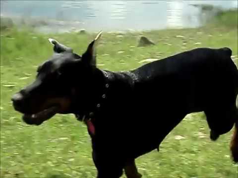 Видео: Не беги от добермана. Doberman