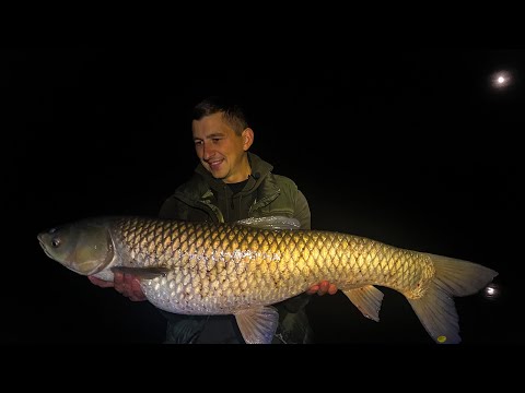 Видео: Секретная насадка выручает.Ловля карпа В Чикаго на корабле. Карпфишинг осенью 2020. Ольховские пруды
