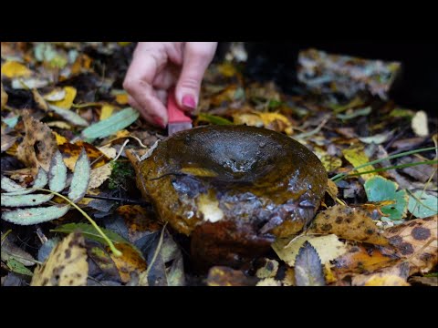 Видео: Грибная разведка 20 сентября 2022г. Всеволожский район