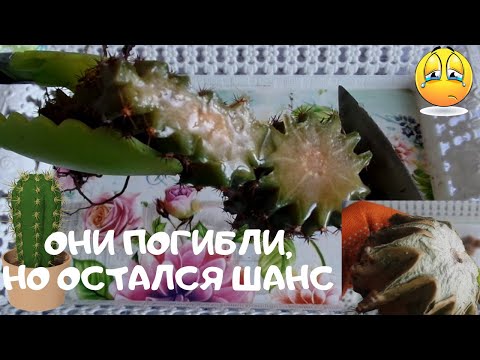 Видео: Вы видели  как гниют кактусы? Они погибли, но не все.Спасение продолжается и я не сдаюсь