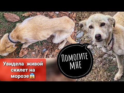Видео: Что же стало с щенками на морозе? и Кого я увидела после😳😱Очередной живой скилет😭