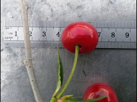 Видео: Воздушная отводка вишни и яблони, корневая сформировалась. Air-cut cherry and apple, root formed