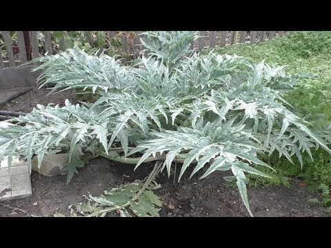 Видео: Артишок КРАСАВЕЦ, описание, опыт выращивания.