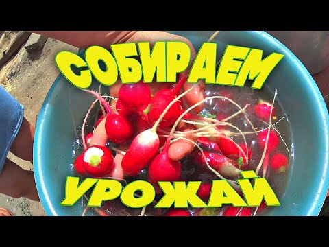Видео: Огород. Жизнь за кадром. Обычные будни. Жизнь в деревне. Семья Соколовых