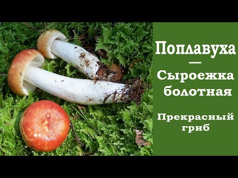Видео: Поплавуха  -  Сыроежка болотная. Russula paludosa. Прекрасный гриб!