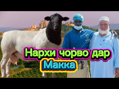 Видео: Молбозори Макка Нарху наво 🤷‍♂️