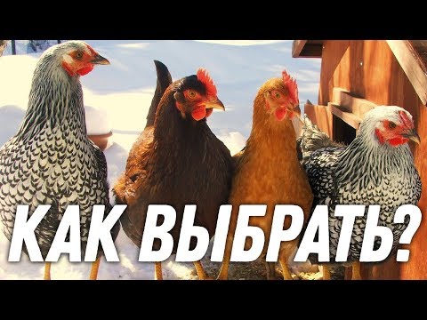 Видео: КАК ПРАВИЛЬНО ВЫБРАТЬ ПОРОДУ КУРИЦЫ? / Школа начинающего птицевода №2