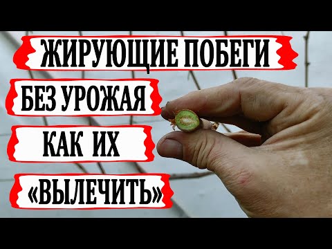 Видео: 🍇 Что делать, если не ПЛОДОНОСЯТ ТОЛСТЫЕ ПОБЕГИ винограда? Как «ЛЕЧИТЬ» ЖИРУЮЩИЕ, ЖИРОВЫЕ побеги?
