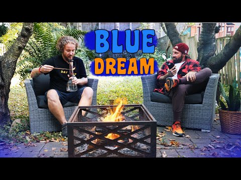 Видео: 100 СОРТОВ: BLUE DREAM у КОСТРА, история сорта BLUEBERRY и DJ SHORT