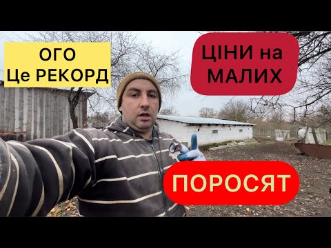 Видео: ЦЕ РЕКОРД❗️ ЦІНИ на Малих ПОРОСЯТ