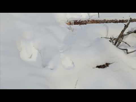 Видео: Постановка капканов на первом путике.