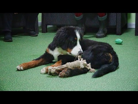 Видео: ДТ-187. Правильный щенок бернского зенненхунда