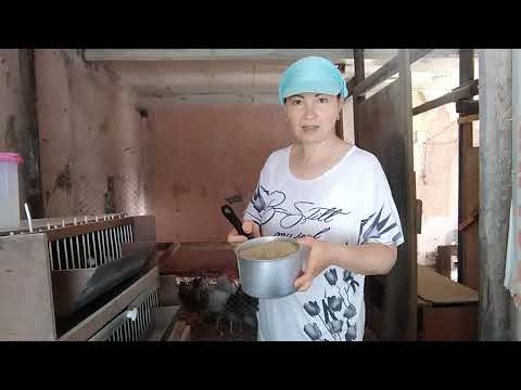 Видео: УСПЕЛИ К ЛЕТУ ПЕРЕЛИНЯТЬ мой птичий уголок в мае КУЧИНСКИЕ ЦЫПЛЯТА