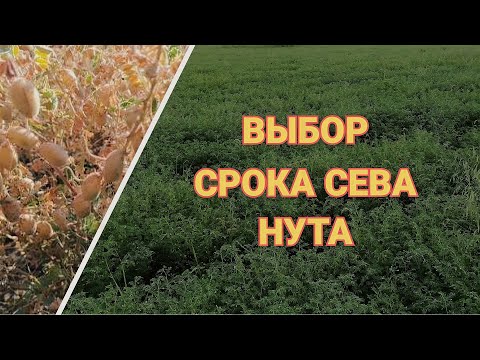 Видео: Сроки посева Нута. Ранний посев или поздний посев. Борьба с сорняками в посевах НУТА.