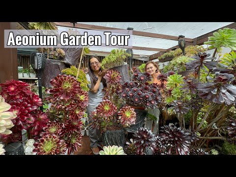 Видео: Продолжение экскурсии по саду Эониум