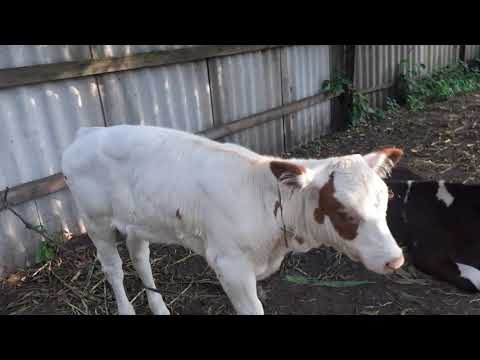 Видео: Как выбрать телочку на корову?