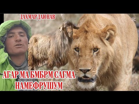 Видео: ДАХМАРДАИ НАВ ГАПОИ ЧОКА ГУФТ АНА ХУДАТОН БИНЕН! ЛАЙК МОНДАНРО ФАРОМУШ НАКУНЕД!