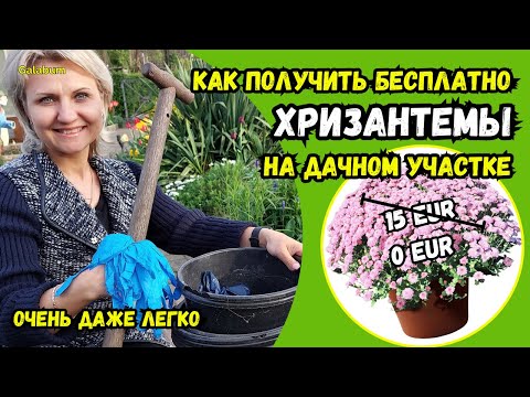 Видео: Больше ХРИЗАНТЕМЫ НЕ ПОКУПАЮ | Делаю так каждую весну и результат потрясающиу. @galabum