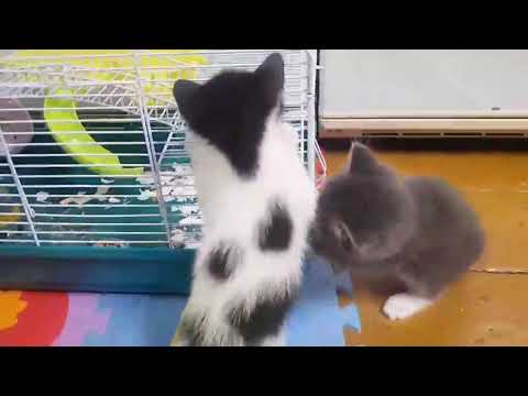 Видео: Как достать хомячка? Знакомство😸