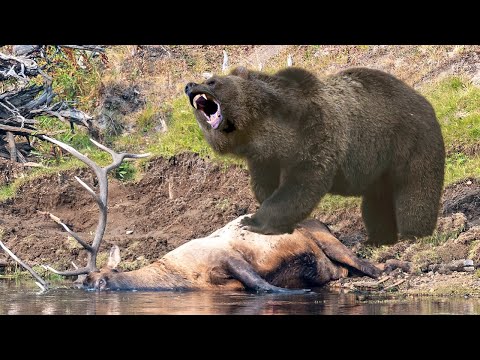 Видео: Этому хозяину леса никто не сможет противостоять - БУРЫЙ МЕДВЕДЬ!