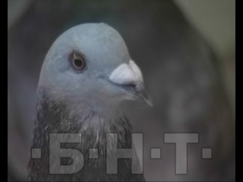 Видео: КАК СЕ ОТГЛЕЖДАТ И ТРЕНИРАТ ПОЩЕНСКИ ГЪЛЪБИ (2000)