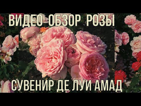 Видео: Видео обзор розы Сувенир де Луи Амад (Чайно гибридная) - Souvenir de Louis Amade.(Delbard 1998)