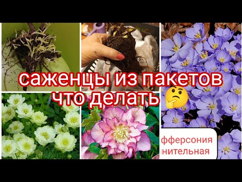 Видео: САЖЕНЦЫ ИЗ ПАКЕТОВ , ЧТО ДЕЛАТЬ 🤔 КАК СОХРАНИТЬ ДО ВЫСАДКИ 🤔
