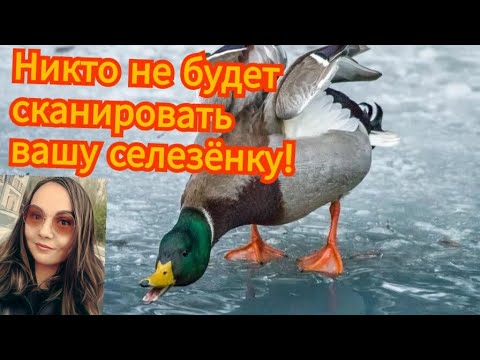 Видео: Мошенники разбегаются от Василисы в разные стороны 2 часть