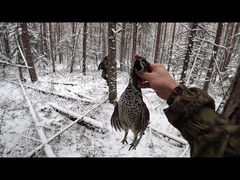 Видео: Охота на рябчика по снегу. Повадки изменились.