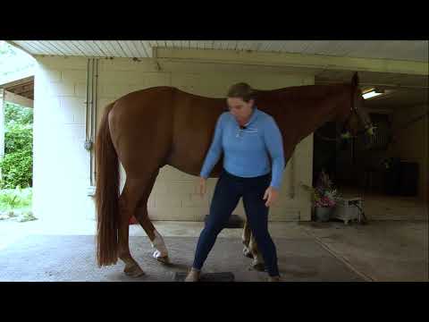 Видео: Балансировочные подушки для лошадей