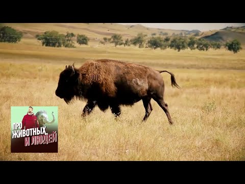 Видео: Индейцы и бизоны. Про животных и людей. Фильм 2