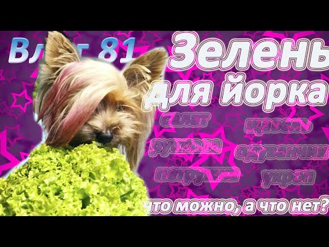 Видео: Зелень в рационе йорка. Можно ли йорку салат, рукколу, укроп и не только?