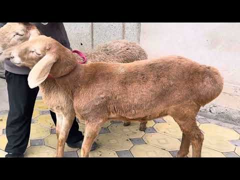 Видео: Арашан ургачы козулар сатылат линия бар 85 миңден 0703060695 