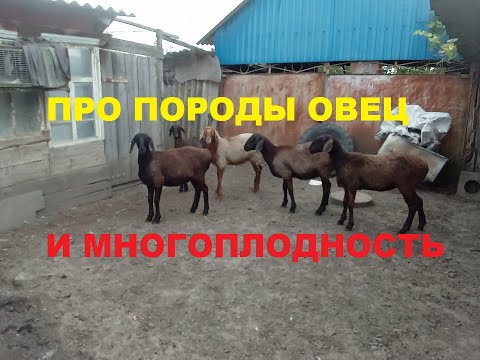 Видео: Про породы овец и плодовитость